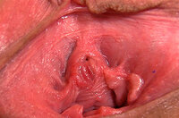 Pussymygape With Paypal s3